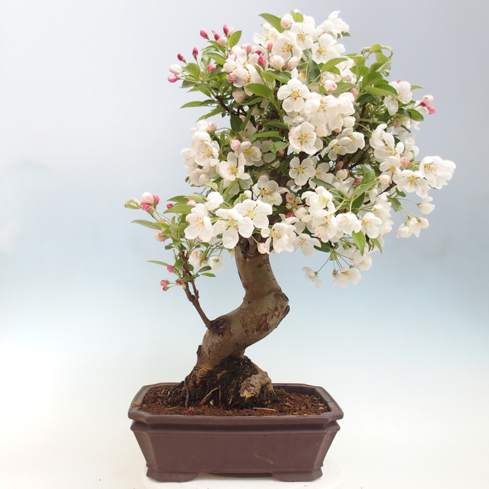 Venkovní bonsai -Malus halliana - Maloplodá jabloň