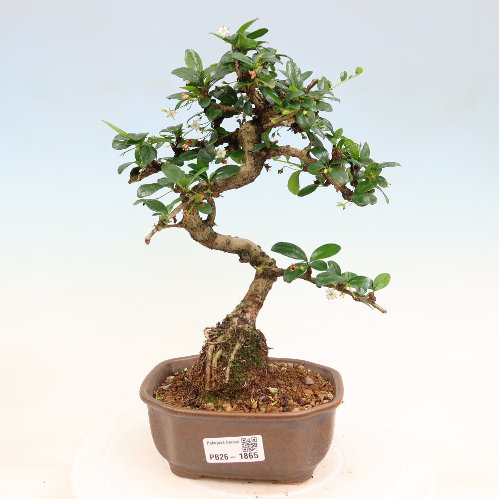 Pokojová bonsai - Carmona macrophylla - Čaj fuki