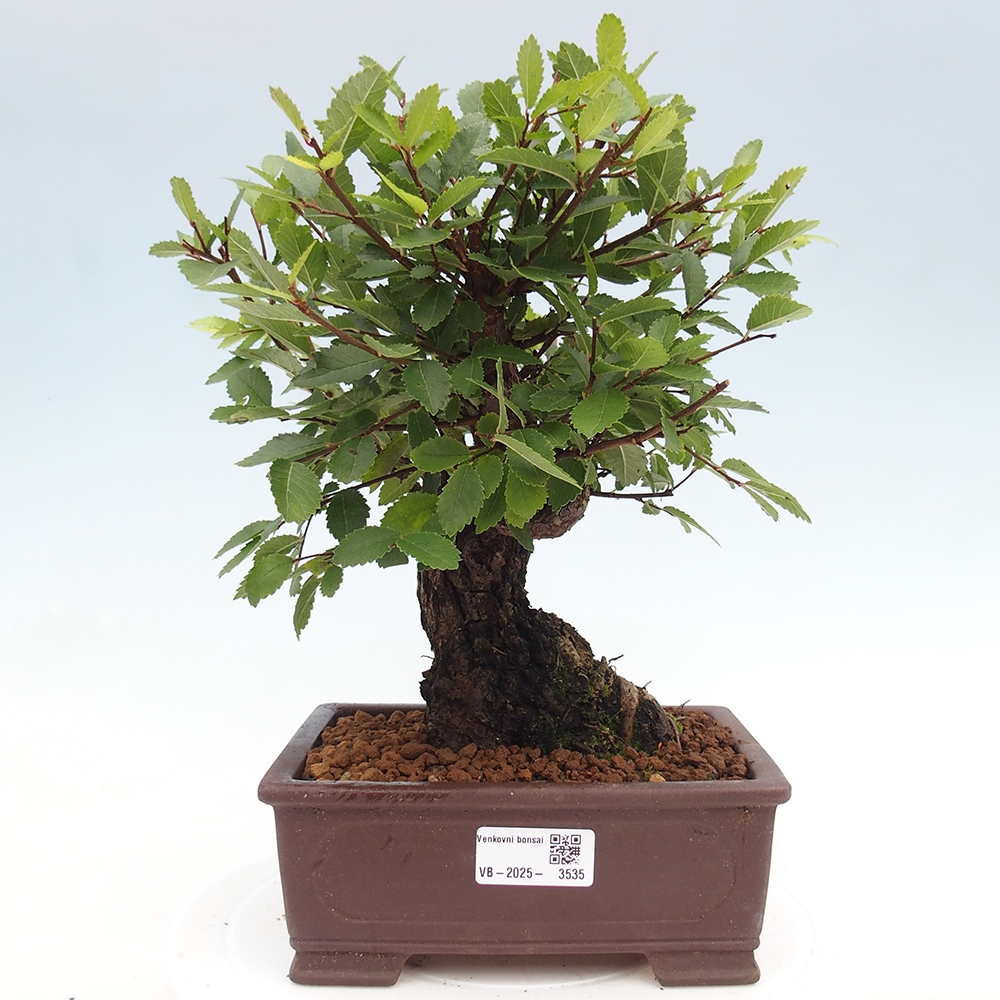 Venkovní bonsai - Zelkova - Zelkova serrata