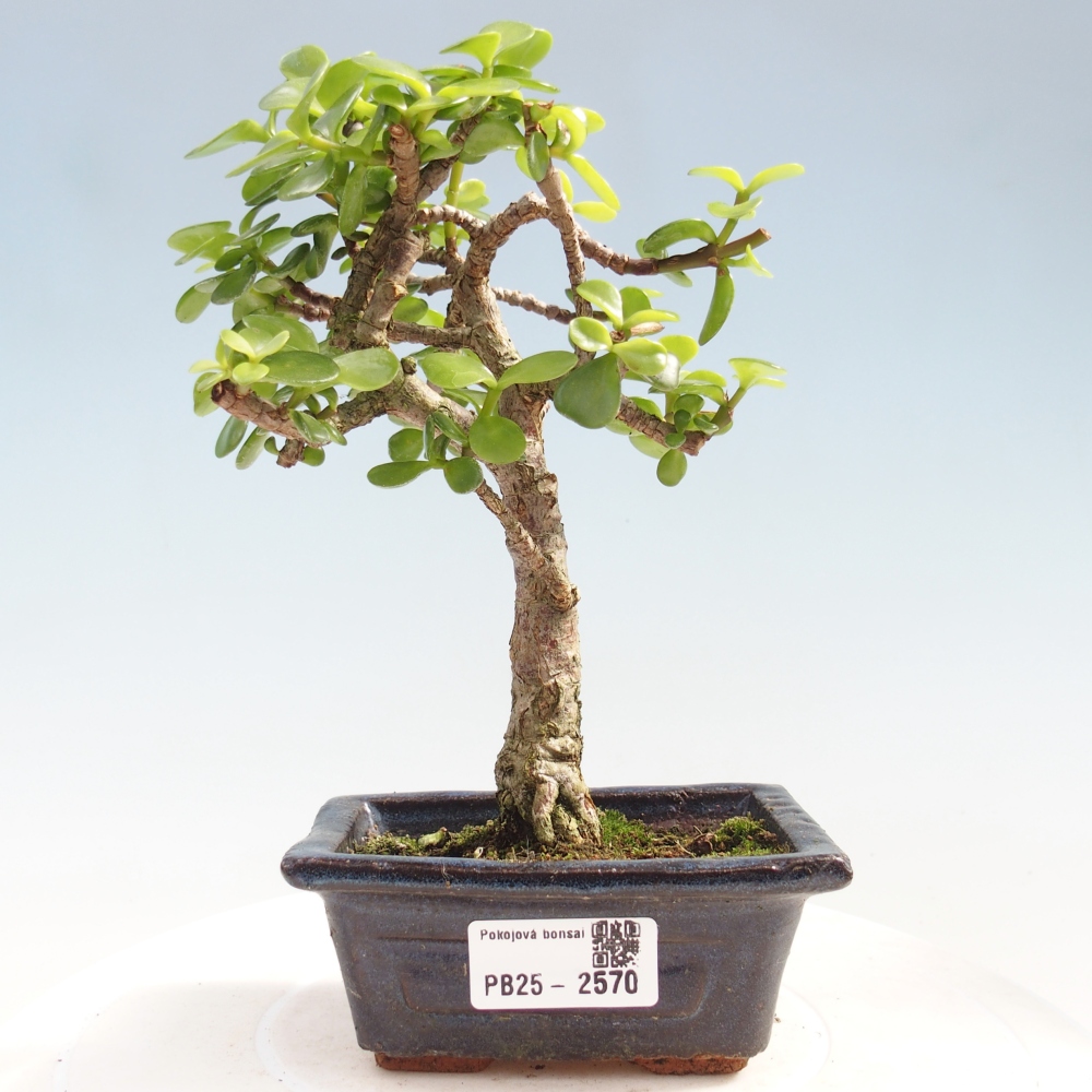 Pokojová bonsai - Portulakaria Afra - Tlustice