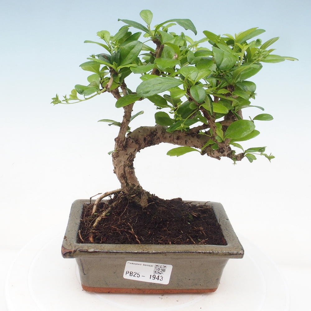 Pokojová bonsai - Carmona macrophylla - Čaj fuki