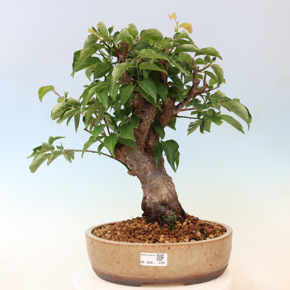 Venkovní bonsai -Japonská meruňka - Prunus Mume