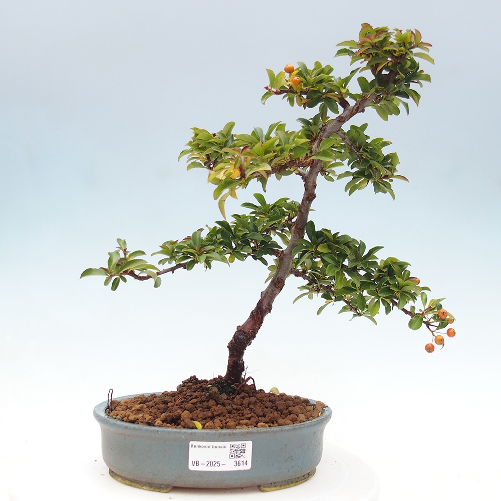 Venkovní bonsai-Pyracanta Teton -Hlohyně