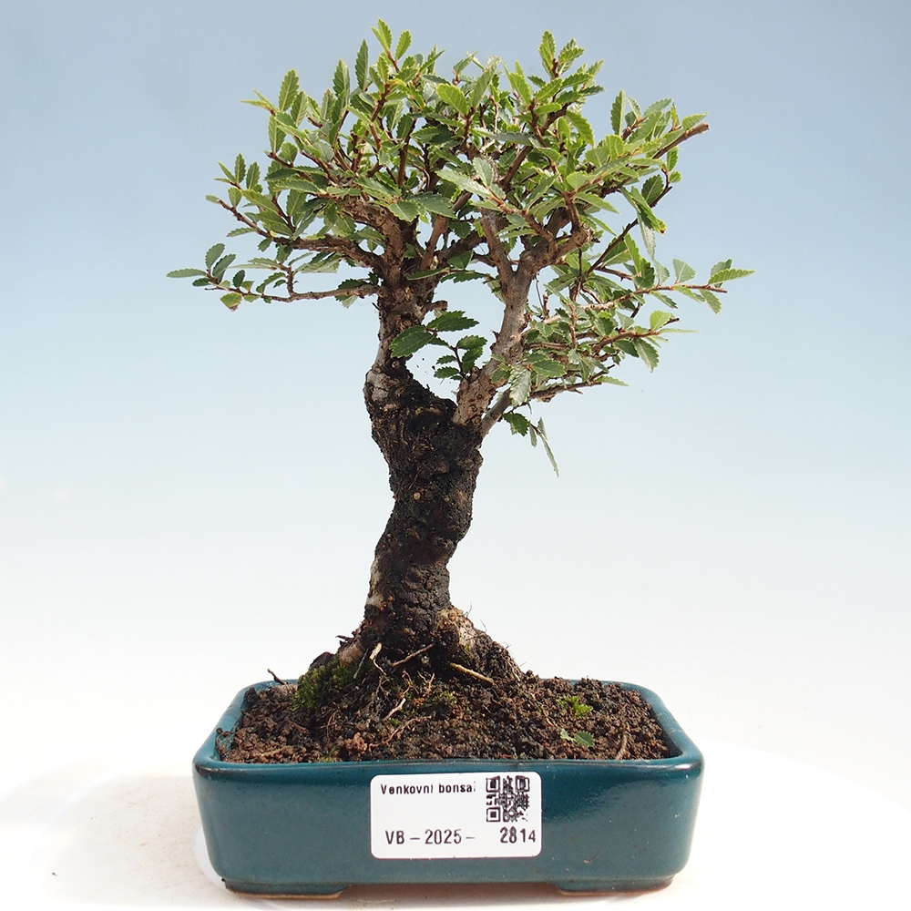 Venkovní bonsai - Zelkova - Zelkova NIRE