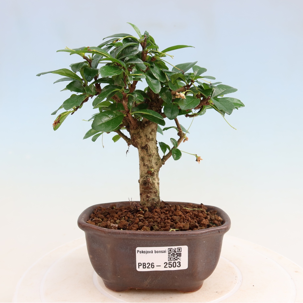 Pokojová bonsai - Carmona macrophylla - Čaj fuki