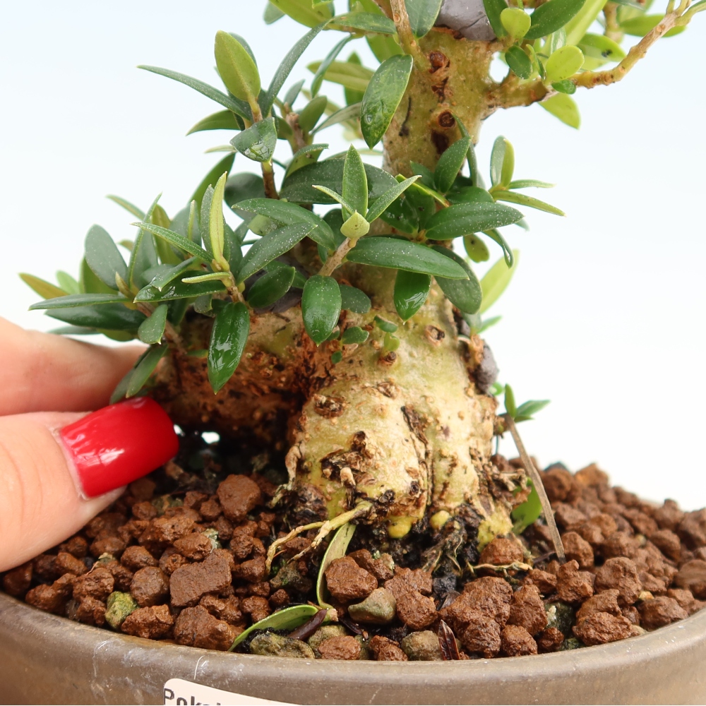 Pokojová bonsai - Olea europaea sylvestris -Oliva evropská drobnolistá