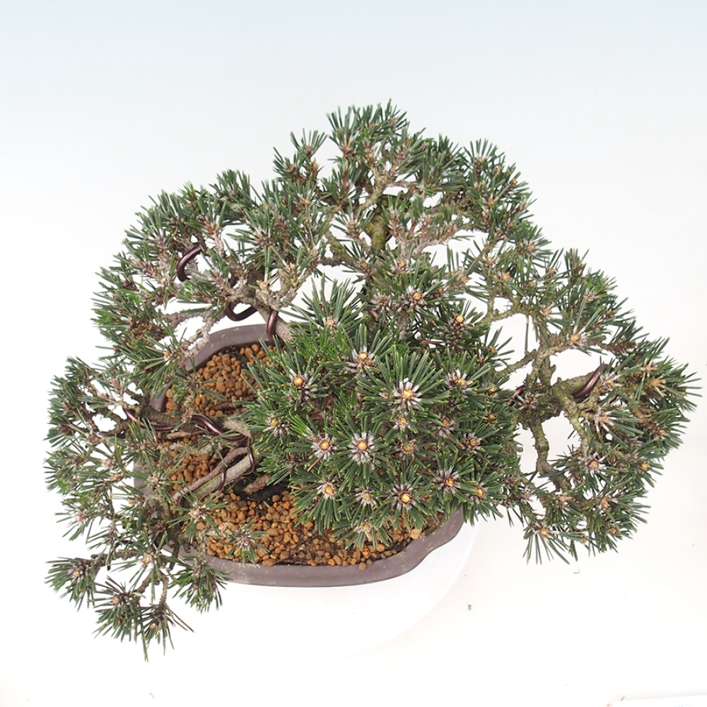 Venkovní bonsai - Pinus thunbergii Kotobuki - Borovice thunbergova