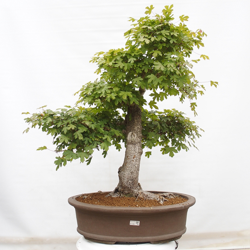 Venkovní bonsai - Javor Francouzský - Acer Nonspessulanum