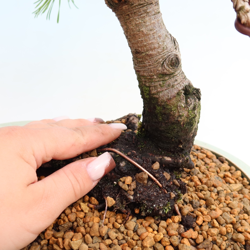 Venkovní bonsai - Pinus mugo Humpy  - Borovice kleč