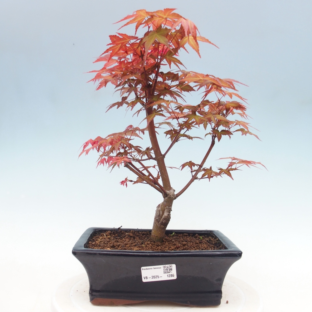 Venkovní bonsai - Javor dlanitolistý - Acer palmatum DESHOJO