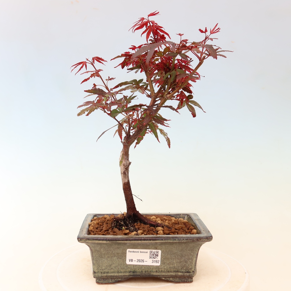 Venkovní bonsai -Javor dlanitolistý  - Acer palmatum Berry Broom 