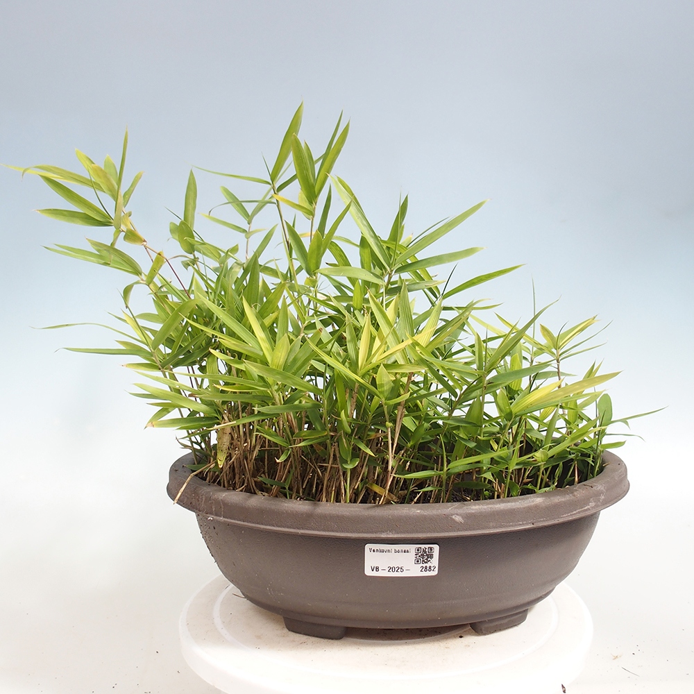 Venkovní bonsai - Pleioblastus argenteostriatus f.pumilus - Bambus zakrslý 