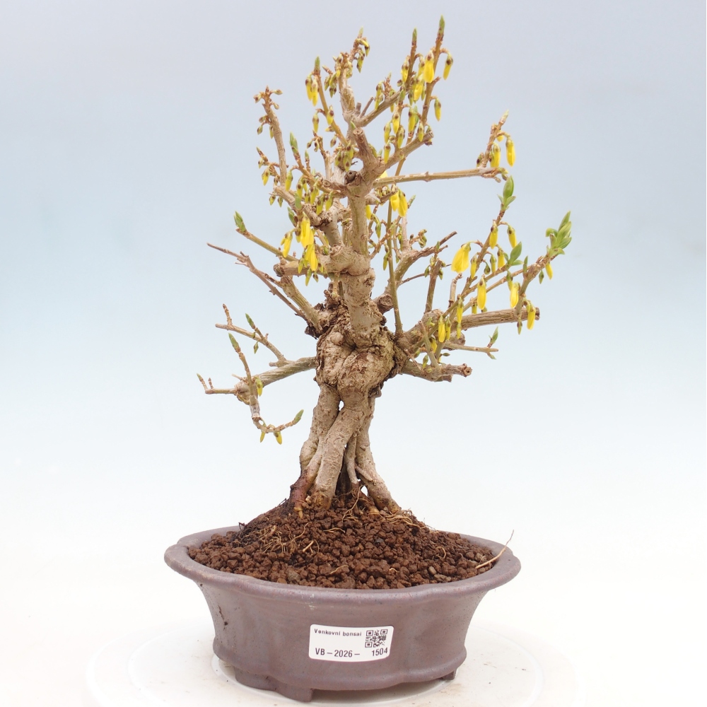 Venkovní bonsai - Zlatice - Forsythia koreana