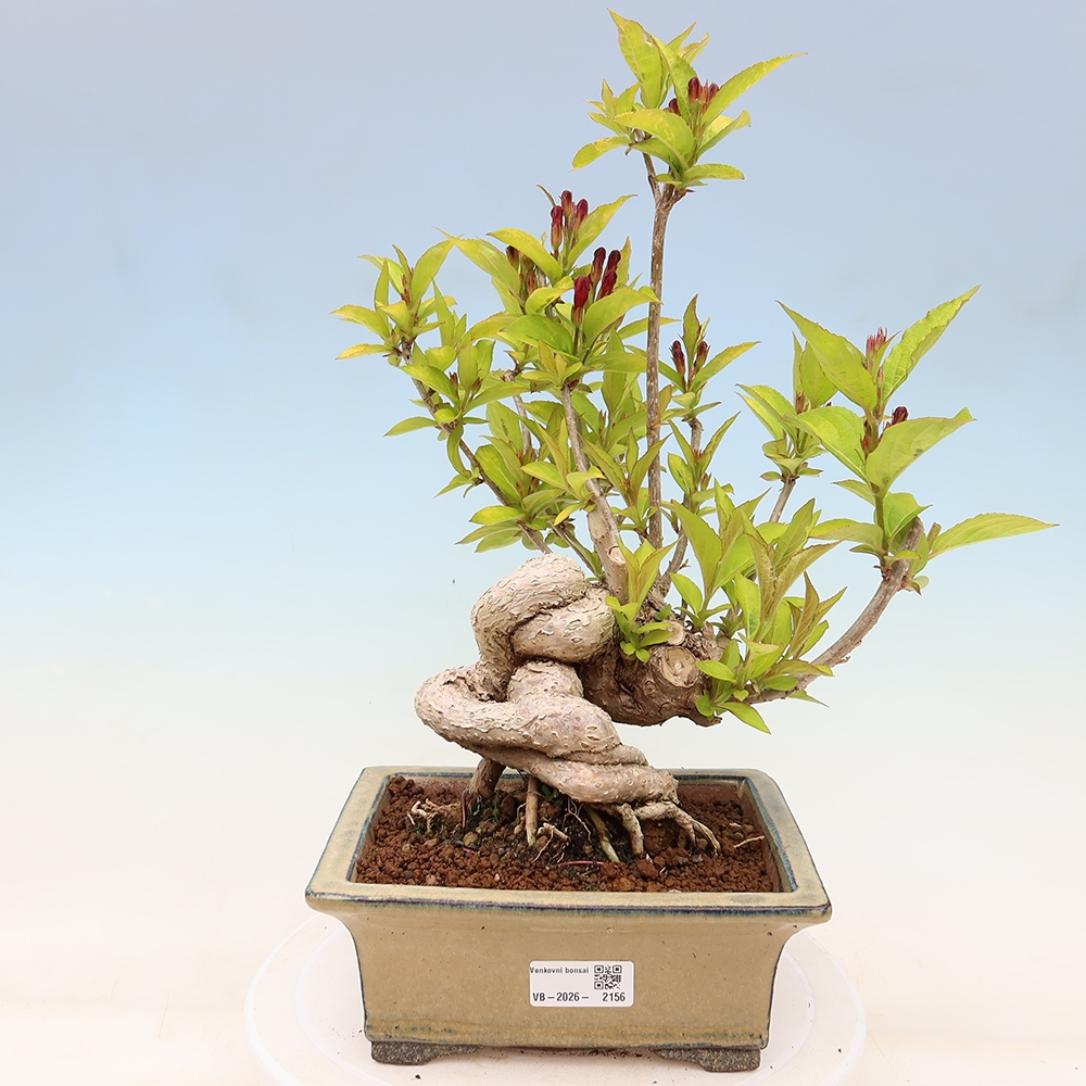 Venkovní bonsai - Weigela subsessilis - Vajgélie korejská