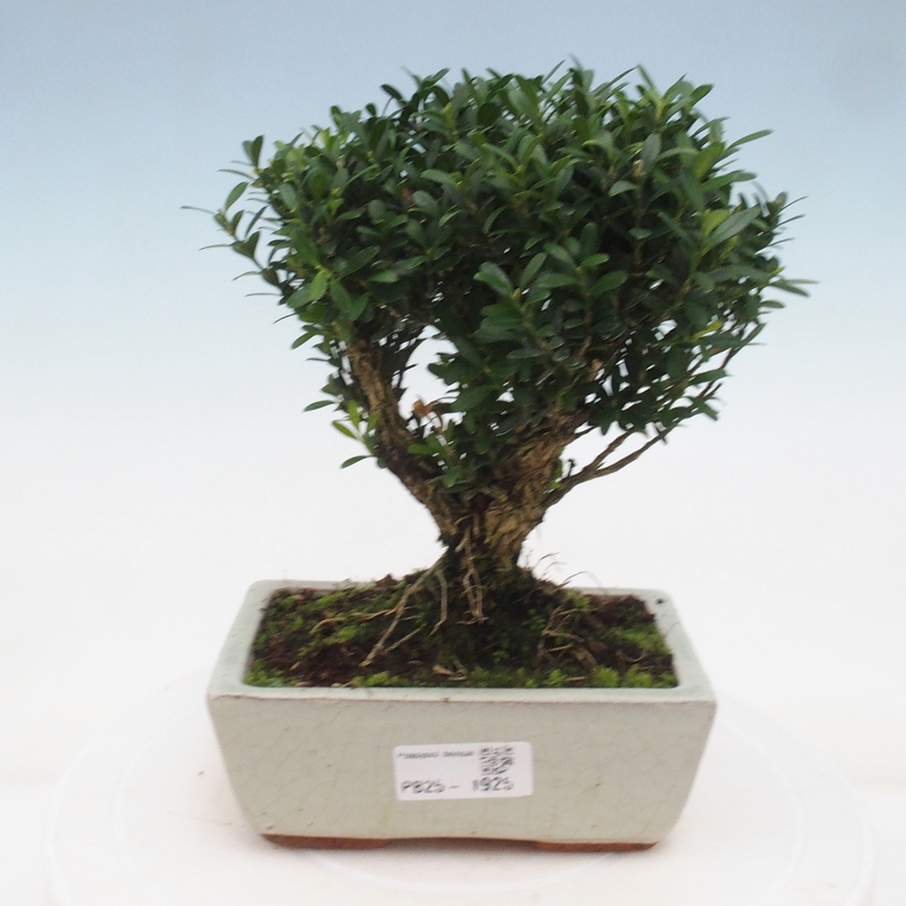 Pokojová bonsai - Buxus harlandii - korkový buxus