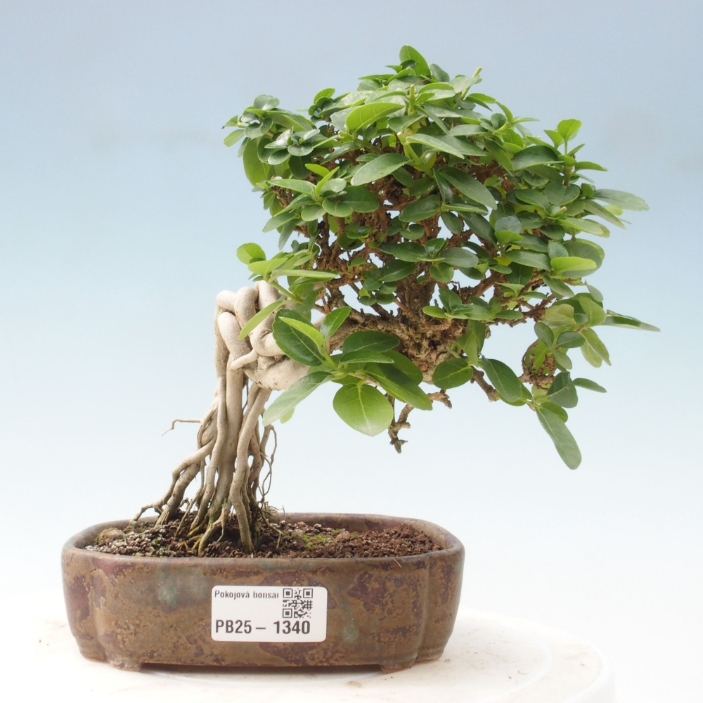 Pokojová bonsai - Premna serratifolia  - Kozlovoň malolistá