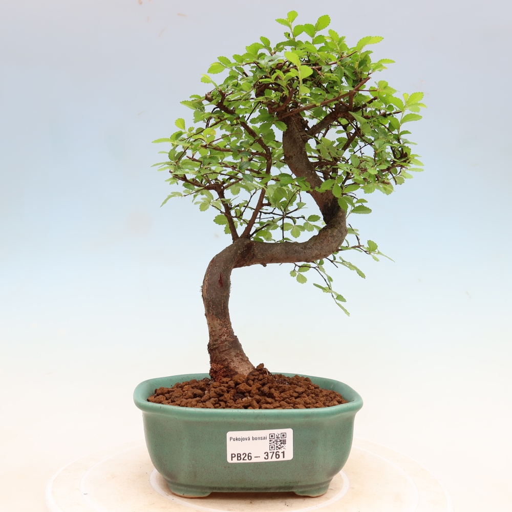 Pokojová bonsai - Ulmus parvifolia - Malolistý jilm
