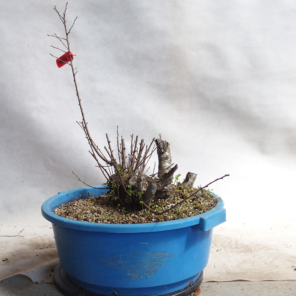 Venkovní bonsai -Mahalebka - Prunus mahaleb