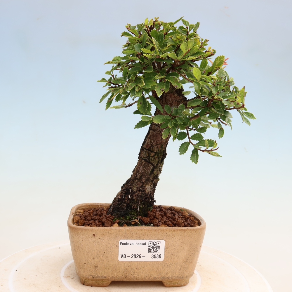 Venkovní bonsai - Zelkova - Zelkova NIRE