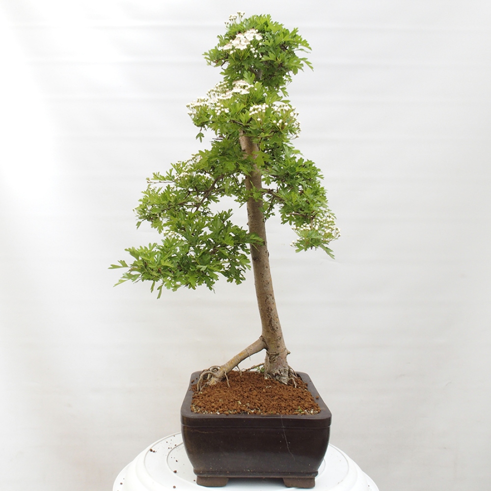 Venkovní bonsai - Hloh - Crataegus monogyna