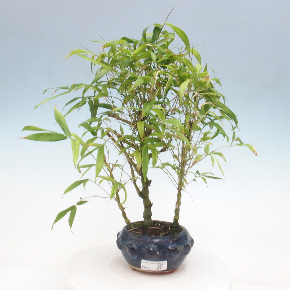 Pokojová bonsai - Bambus budha-Bambus budhovo břicho