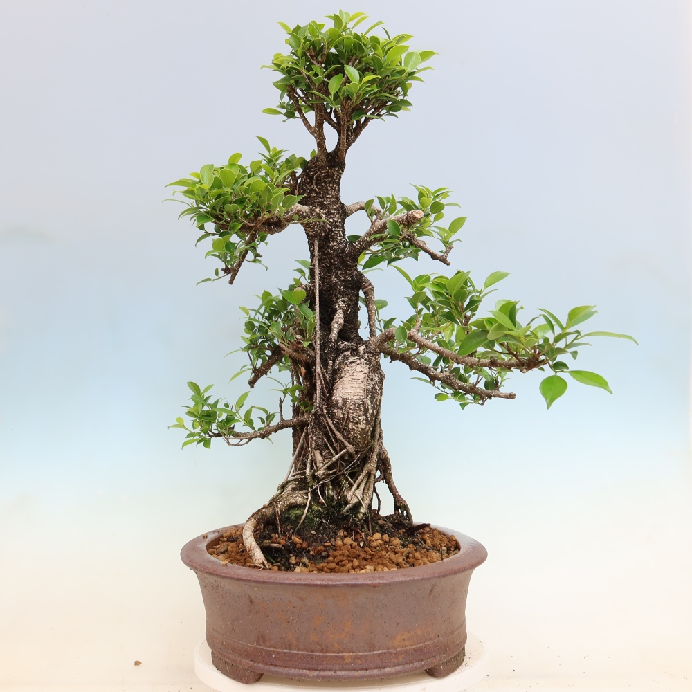 Pokojová bonsai - Ficus kimmen -  malolistý fíkus