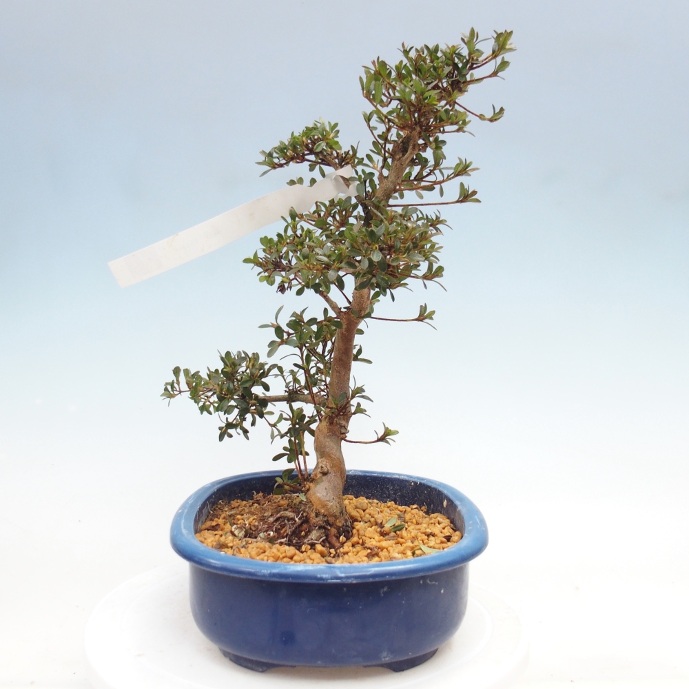 Venkovní bonsai - Japonská azalka - Azalea Misaki