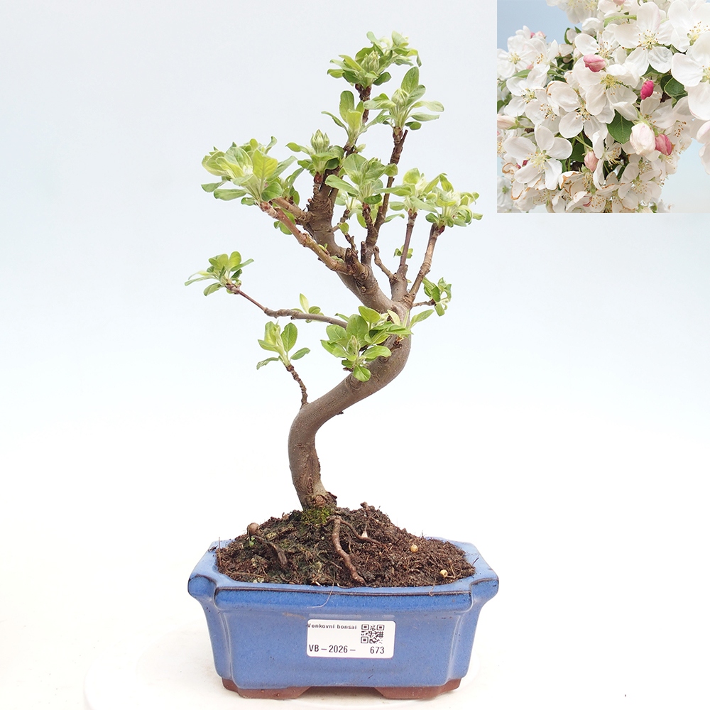 Venkovní bonsai -Malus halliana - Maloplodá jabloň