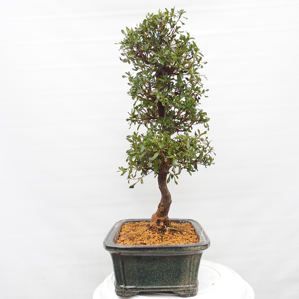 Venkovní bonsai - Japonská azalka - Azalea Kisshoten