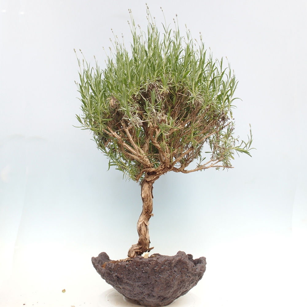 Venkovní bonsai - Lavandula - Levandule