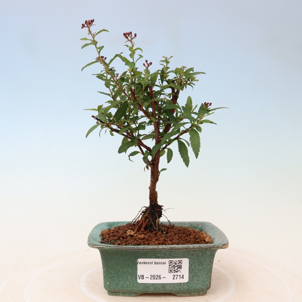 Venkovní bonsai - tavolník japonský - Spirea japonica Anthony Waterer