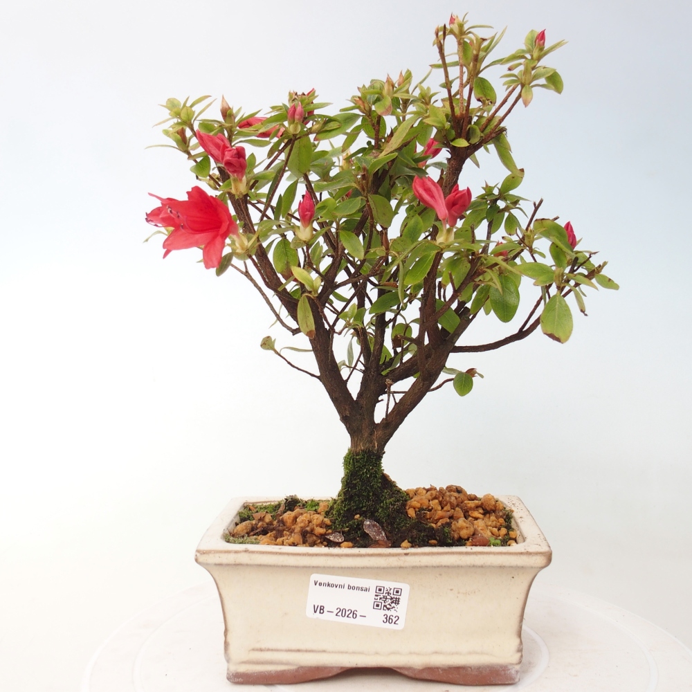 Venkovní bonsai - Japonská azalka - Azalea sp.
