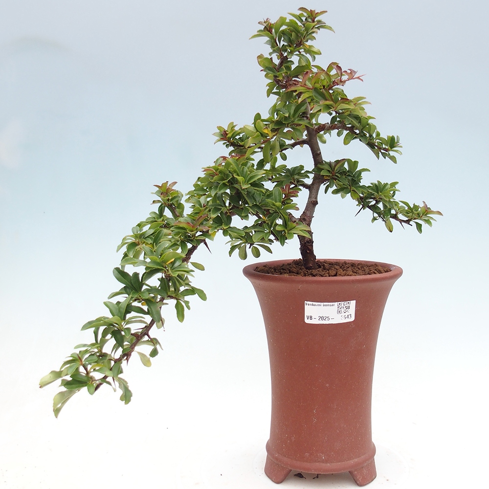 Venkovní bonsai-Pyracanta Teton -Hlohyně