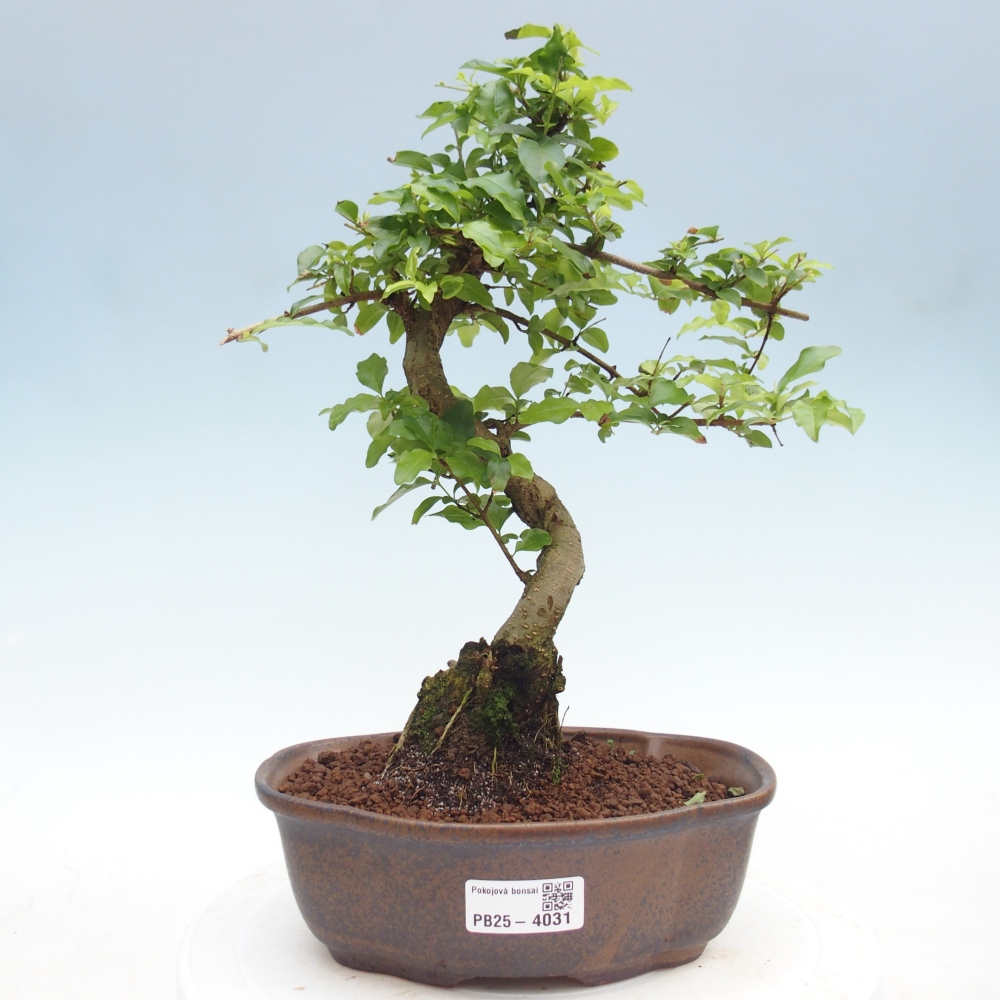 Pokojová bonsai -Ligustrum chinensis - Ptačí zob