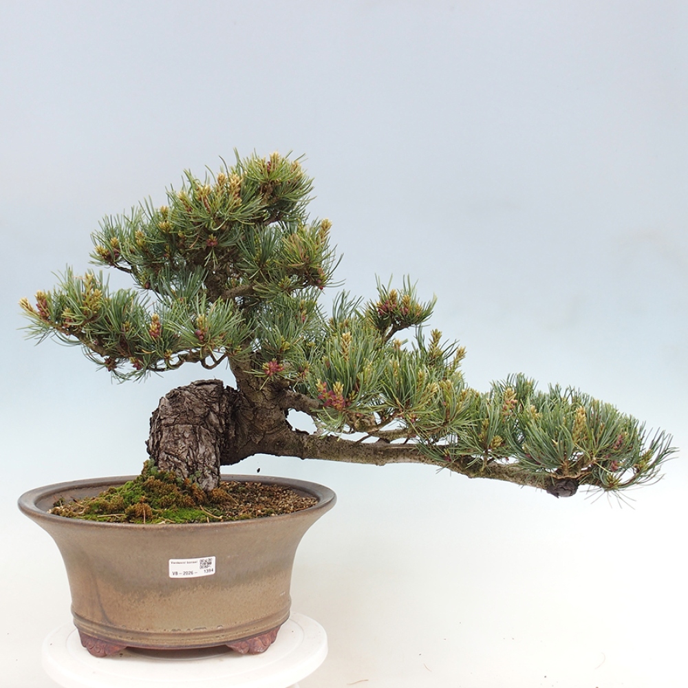 Venkovní bonsai - Pinus parviflora - Borovice drobnokvětá