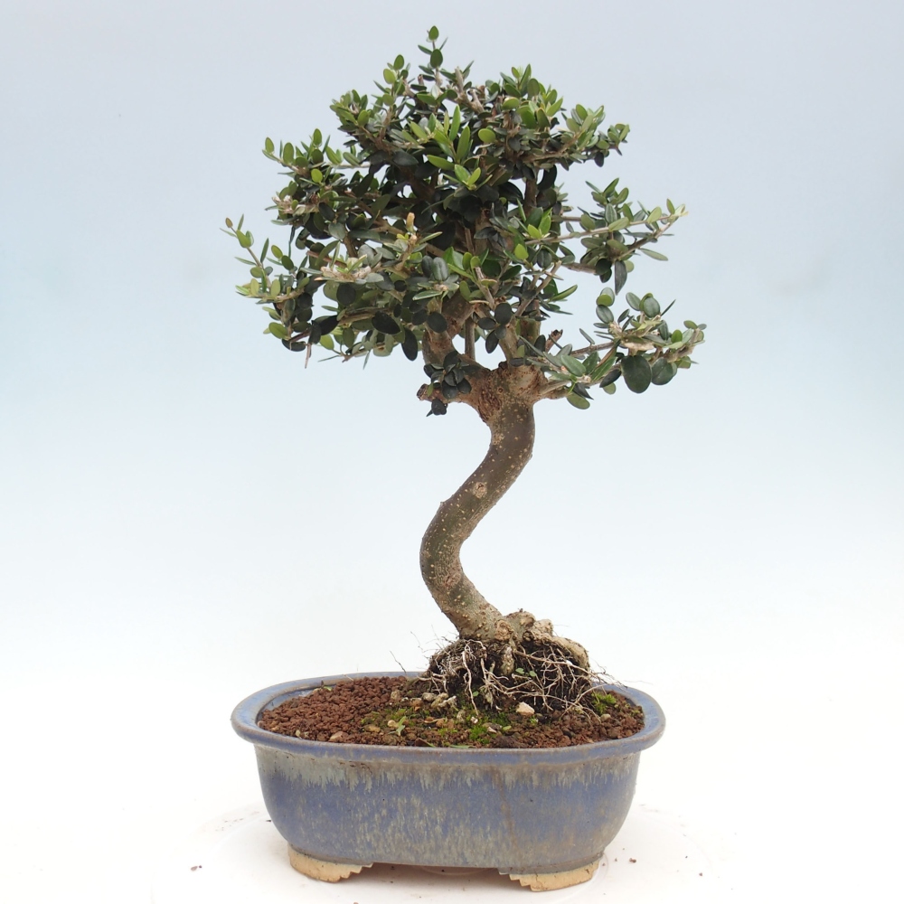 Pokojová bonsai - Olea europaea sylvestris -Oliva evropská drobnolistá