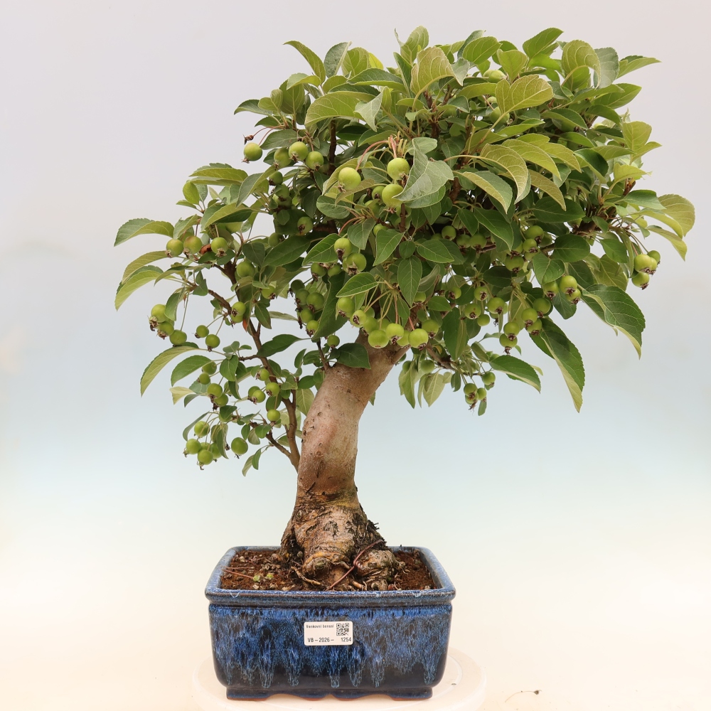 Venkovní bonsai -Malus halliana - Maloplodá jabloň