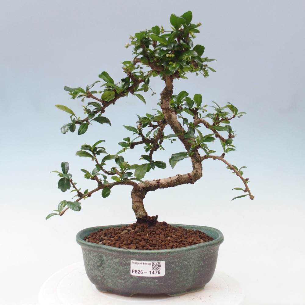 Pokojová bonsai - Carmona macrophylla - Čaj fuki