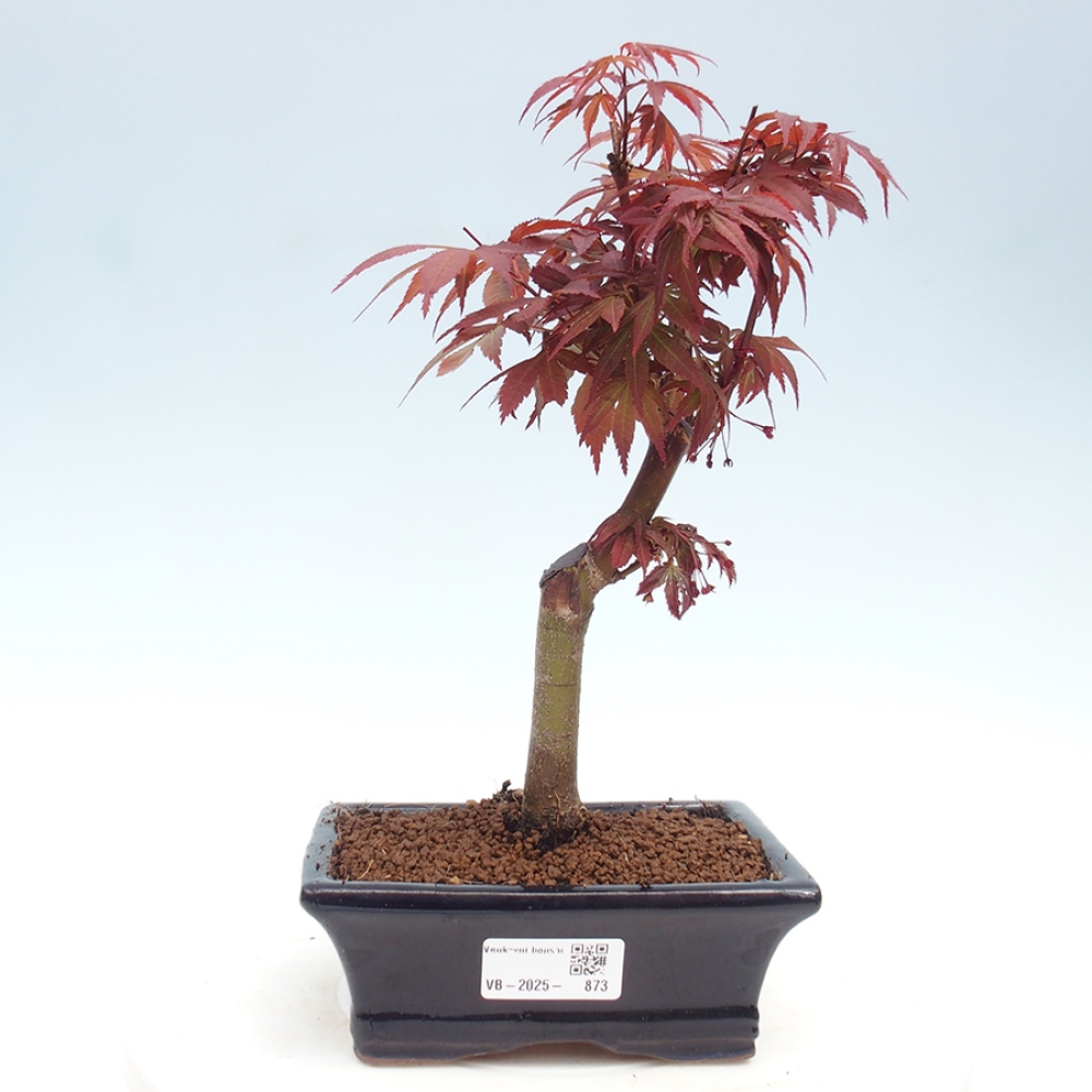 Venkovní bonsai - Acer palm. Atropurpureum-Javor dlanitolistý