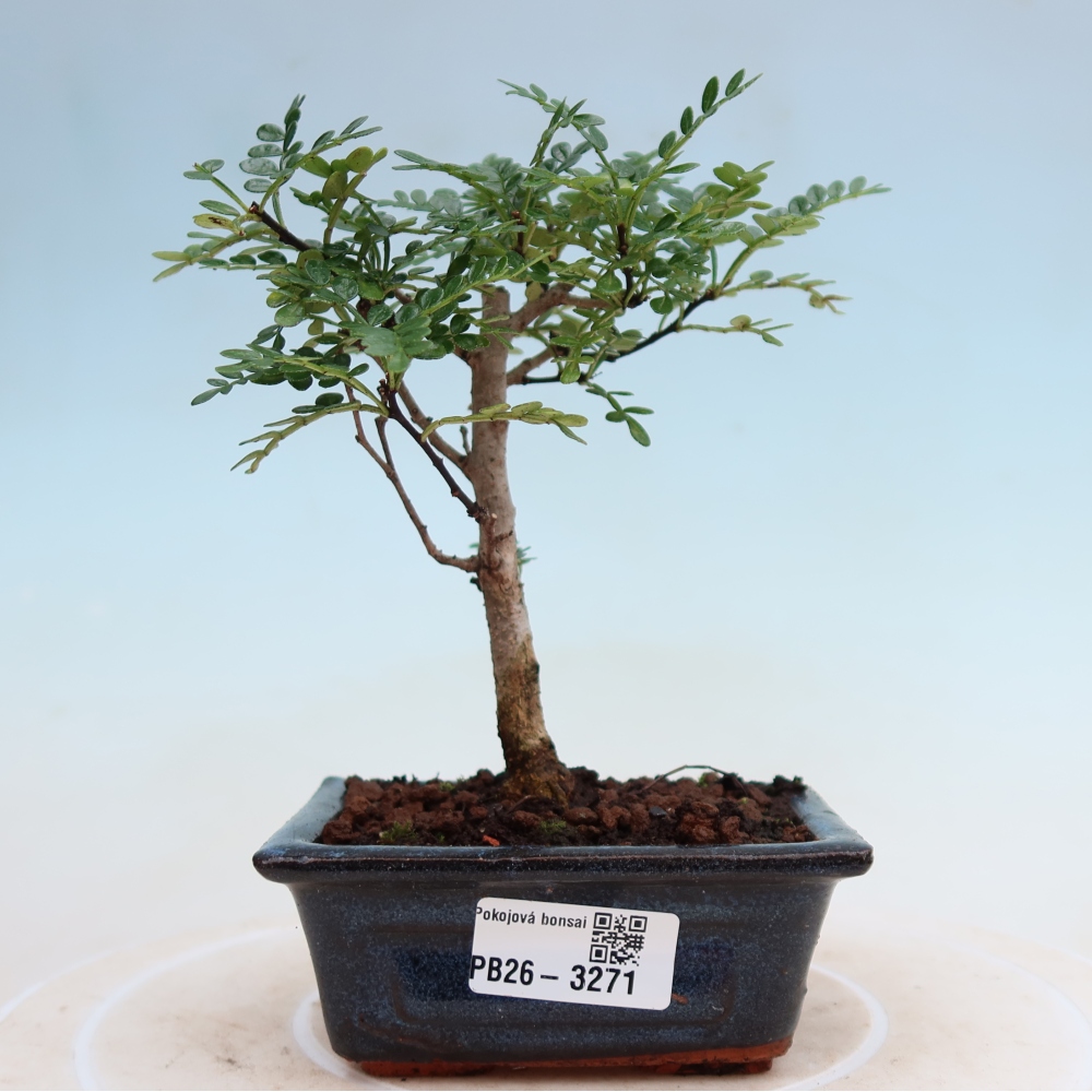 Pokojová bonsai - Zantoxylum piperitum - pepřovník