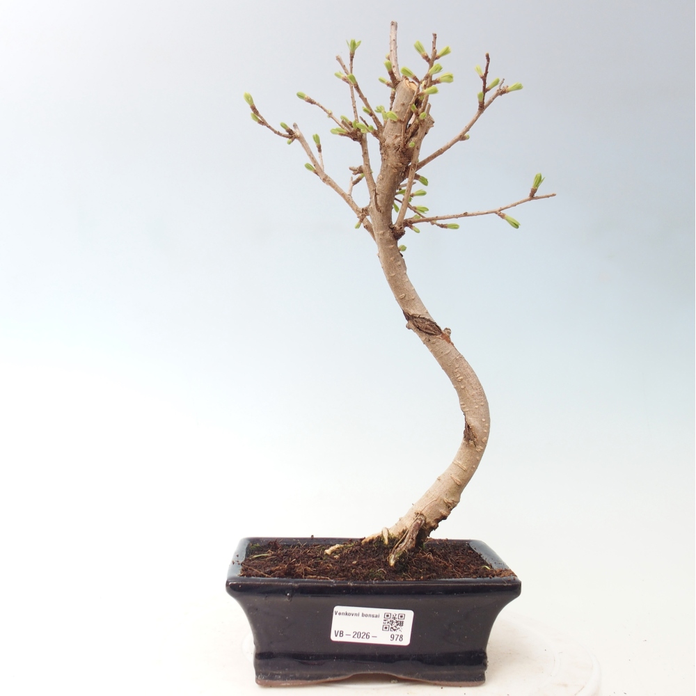 Venkovní bonsai -Pseudolarix amabis-Pamodřín