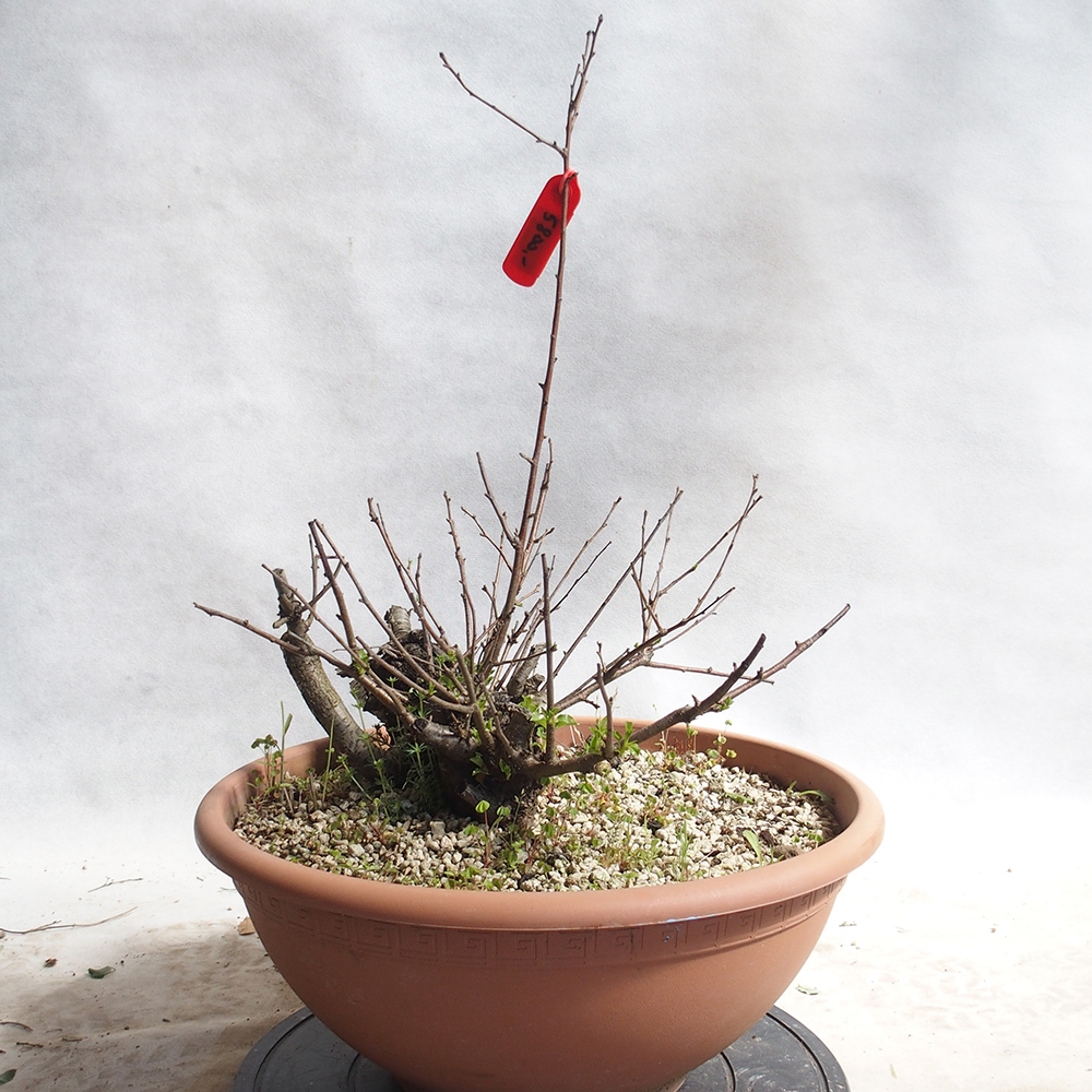 Venkovní bonsai -Mahalebka - Prunus mahaleb