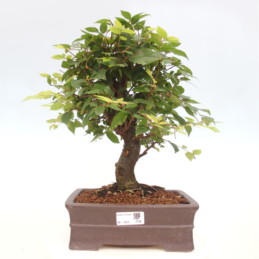 Venkovní bonsai - Zelkova - Zelkova serrata
