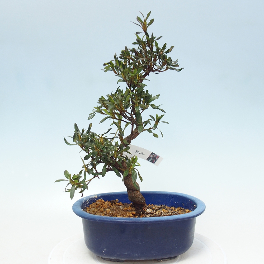 Venkovní bonsai - Japonská azalka - Azalea CHIHIRO