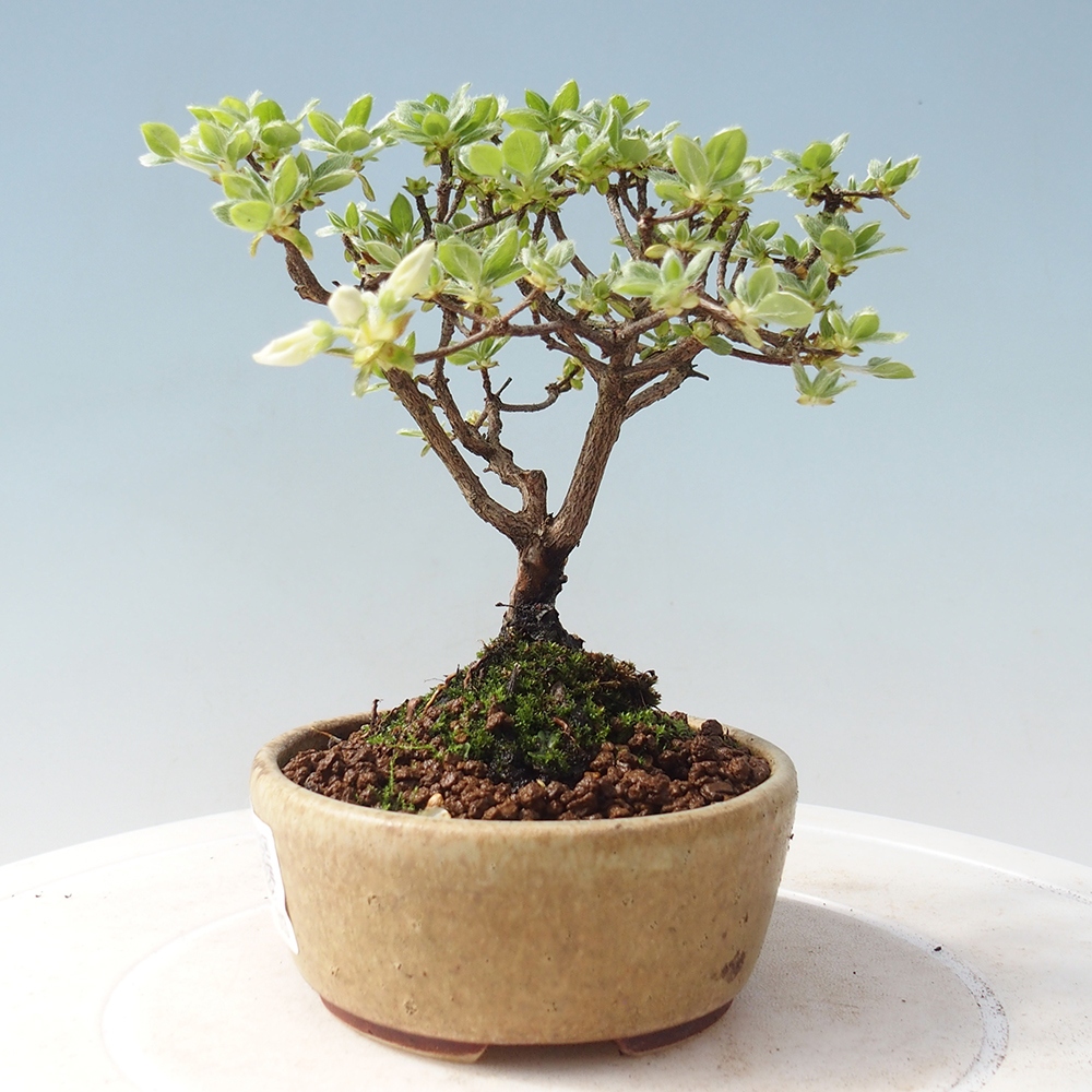 Venkovní bonsai - Rhododendron indicum - Japonská azalka