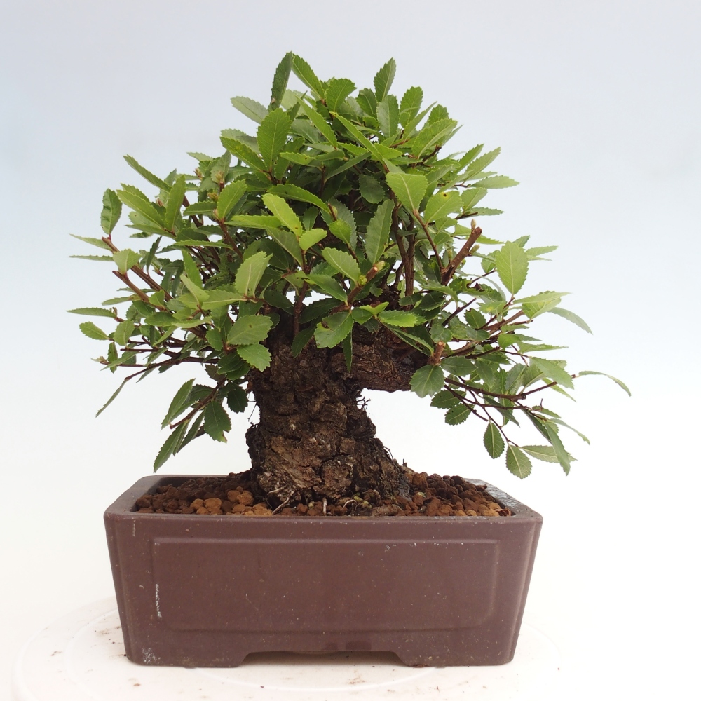 Venkovní bonsai - Zelkova - Zelkova NIRE