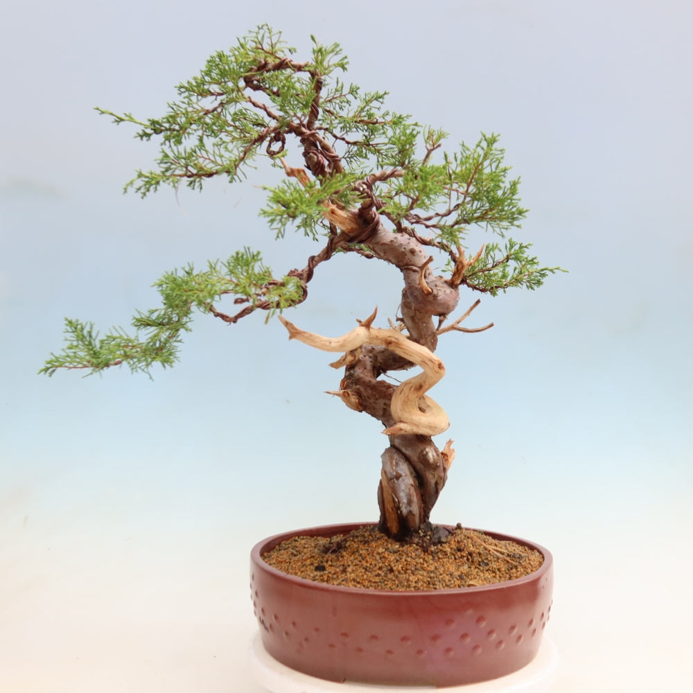 Venkovní bonsai - Juniperus chinensis Itoigawa-Jalovec čínský