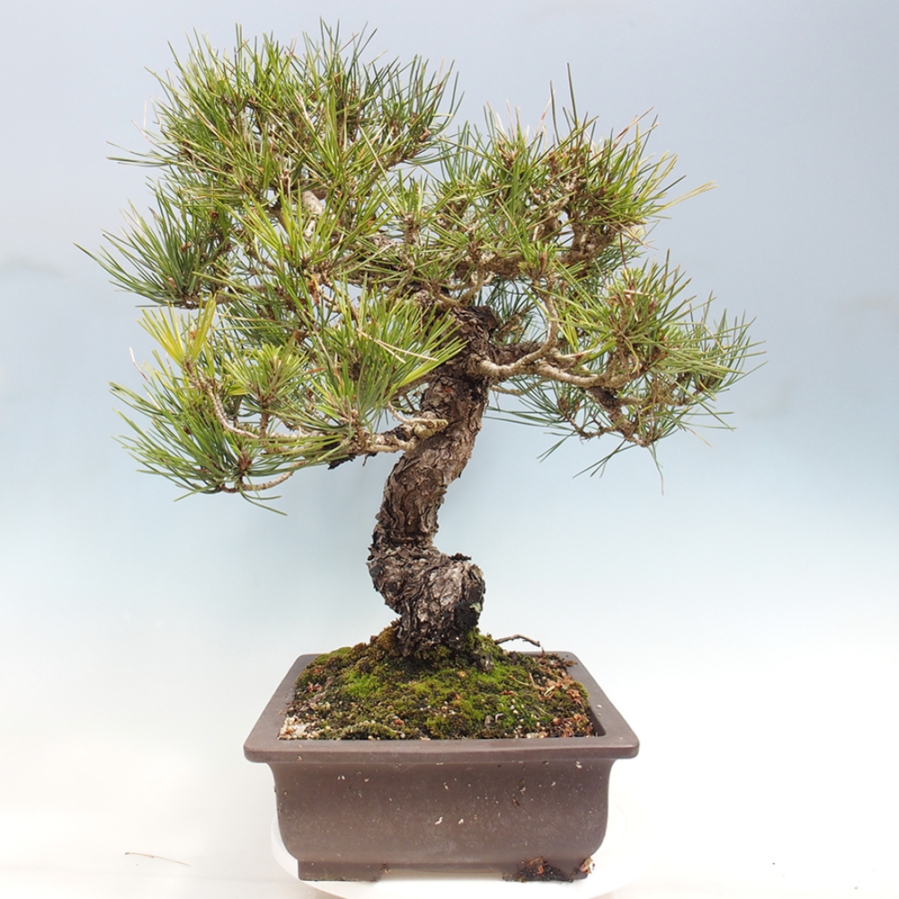 Venkovní bonsai - Pinus thunbergii - Borovice thunbergova