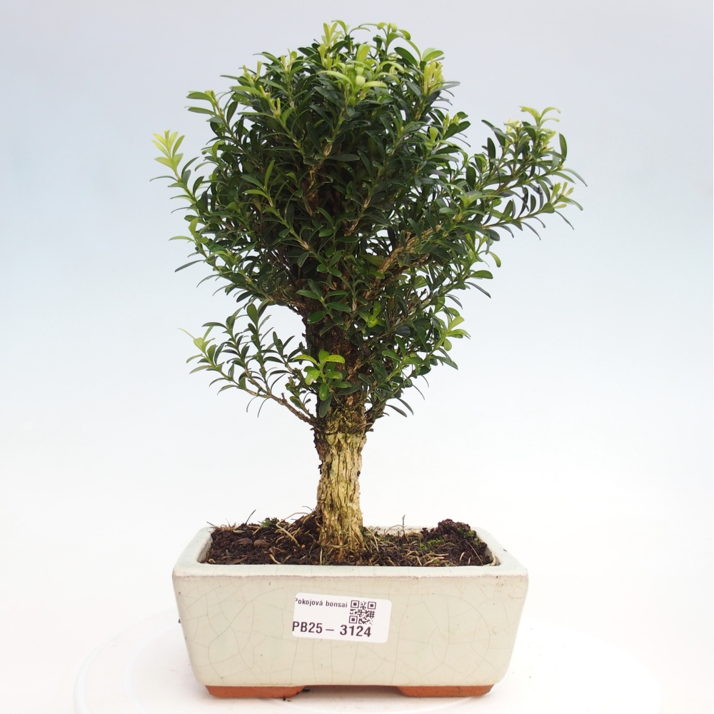 Pokojová bonsai - Buxus harlandii -korkový buxus