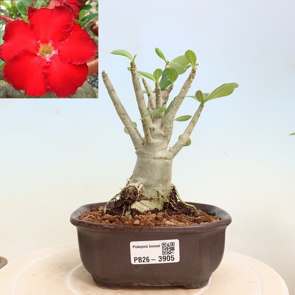 Pokojová bonsai - Adenium obesum Red Star - Pouštní růže
